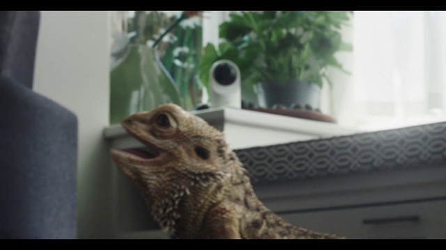 Video Reference: Plant, Bird, Window, Beak, Wood, Houseplant, Flowerpot, Owl, Art, Tree