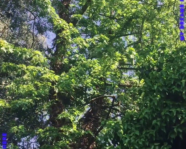 Video Reference: Plant, Twig, Natural landscape, Terrestrial plant, Trunk, Evergreen, Shrub, Deciduous, Tree, Flowering plant