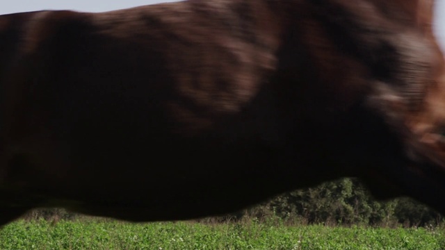 Video Reference: Terrestrial animal, Natural landscape, Tints and shades, Primate, Grazing, Snout, Grass, Plant, Landscape, Grassland