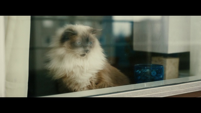 Video Reference: Cat, Eye, Dog breed, Carnivore, Felidae, Small to medium-sized cats, Whiskers, Companion dog, Fawn, Ragdoll