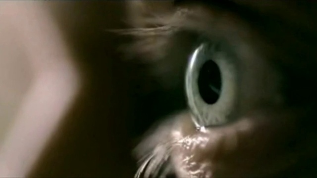 Video Reference: Eyelash, Flash photography, Whiskers, Snout, Close-up, Art, Wildlife, Macro photography, Darkness, Circle