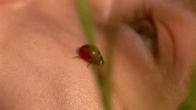Video Reference: Arthropod, Insect, Beetle, Terrestrial plant, Finger, Pest, Thumb, Eyelash, Nail, Petal