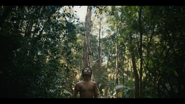 Video Reference: People in nature, Flash photography, Tree, Wood, Sunlight, Terrestrial plant, Trunk, Natural landscape, Grass, Tints and shades