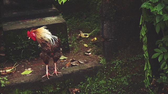 Video Reference: Plant, Bird, Chicken, Comb, Phasianidae, Beak, Grass, Galliformes, Rooster, Terrestrial plant