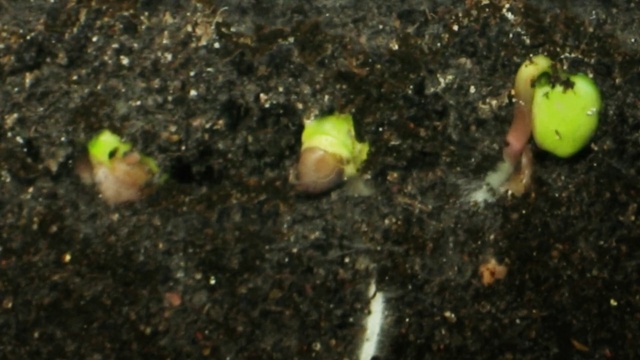 Video Reference: Vertebrate, Nature, Asphalt, Terrestrial plant, Grass, Road surface, Soil, Science, Aquatic plant, Marine biology