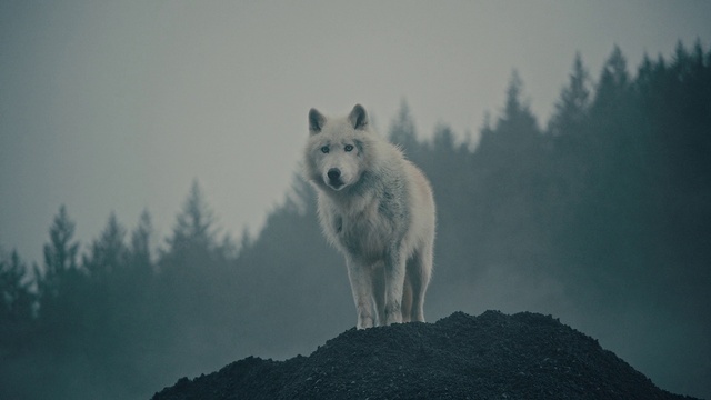 Video Reference: Sky, Carnivore, Dog, Tree, Wolf, Dog breed, Natural landscape, Landscape, Winter, Canis