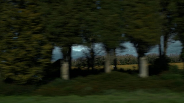 Video Reference: Plant, Branch, Natural landscape, Wood, Tree, Trunk, Grass, Tints and shades, Grassland, Landscape