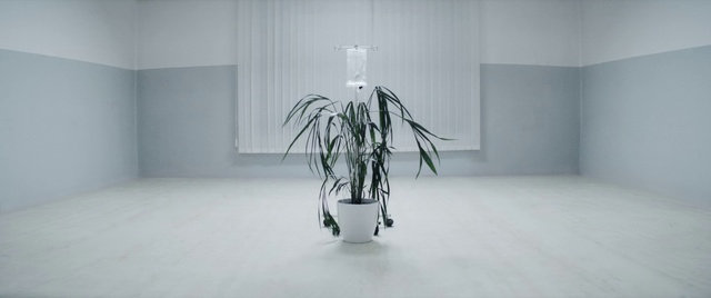 Video Reference: Plant, Vase, Interior design, Twig, Wood, Houseplant, Art, Tints and shades, Flooring, Room
