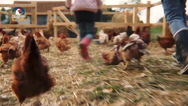 Video Reference: Bird, Phasianidae, Chicken, Galliformes, Poultry, Beak, Grass, Livestock, Rooster, Fowl