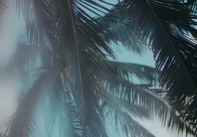 Video Reference: Atmosphere, Sky, Tree, Leaf, Botany, Terrestrial plant, Branch, Arecales, Vegetation, Sunlight