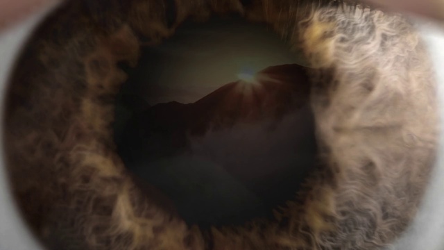 Video Reference: Brown, Felidae, Cat, Whiskers, Carnivore, Small to medium-sized cats, Snout, Wool, Tail, Fur