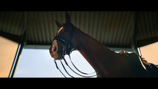 Video Reference: Horse, Liver, Working animal, Horse tack, Horse supplies, Bit, Bridle, Rein, Mane, Sorrel