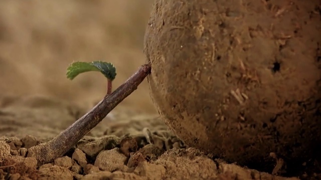 Video Reference: Plant, Wood, Twig, Terrestrial plant, Landscape, Soil, Hat, Terrestrial animal, Event, Wildlife