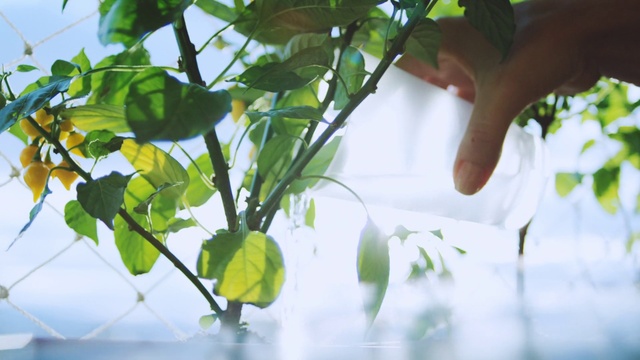 Video Reference: Plant, Leaf, Botany, Twig, Tree, Tints and shades, Terrestrial plant, Flowering plant, Window, Annual plant