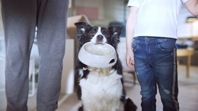 Video Reference: Clothing, Jeans, Dog, Carnivore, Dog breed, Street fashion, Companion dog, Snout, Formal wear, Eyewear