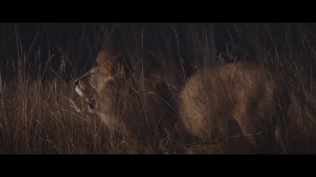 Video Reference: Atmosphere, Wood, Carnivore, Whiskers, Felidae, Fawn, Grass, Art, Flash photography, Font