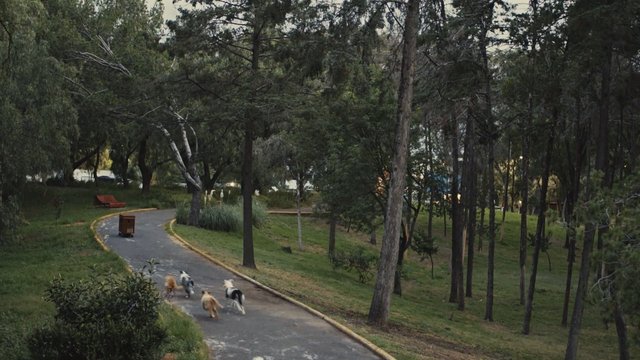 Video Reference: park, trees, path, outdoors, dogs, running, greenery, nature, winding road, landscape, evening, recreation