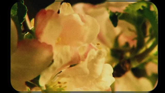 Video Reference: Flower, Plant, Petal, Sunlight, Rose, Flowering plant, Close-up, Macro photography, Rose family, Rose order