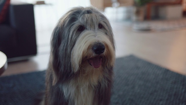 Video Reference: Dog, Dog breed, Carnivore, Companion dog, Working animal, Flooring, Snout, Sporting Group, Terrier, Small terrier