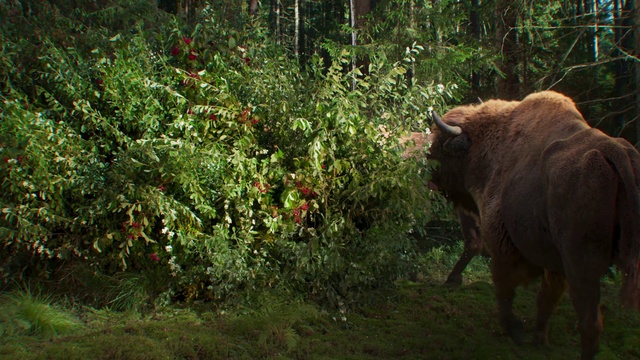 Video Reference: Plant, Bull, Felidae, Grass, Carnivore, Fawn, Natural landscape, Working animal, Groundcover, Terrestrial animal