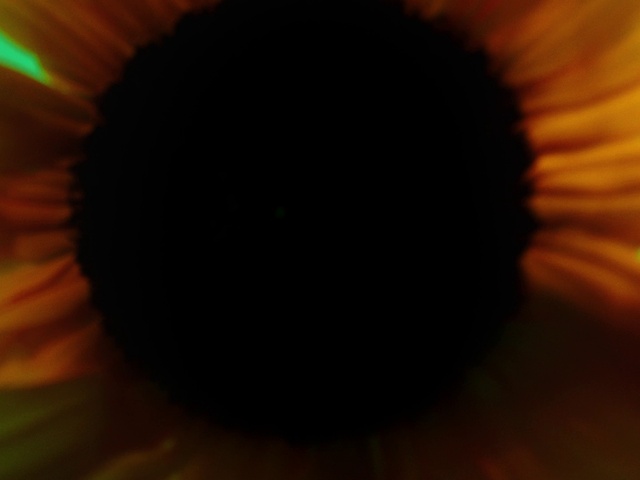 Video Reference: Brown, Flower, Plant, Petal, Flowering plant, Sky, Annual plant, Sunflower, Circle, Macro photography