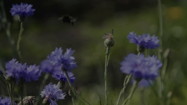 Video Reference: Flower, Plant, Petal, Purple, Grass, Herbaceous plant, Flowering plant, Grass family, Meadow, Pollinator