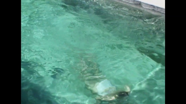 Video Reference: Water, Water resources, Liquid, Azure, Fluid, Body of water, Aqua, Rectangle, Underwater, Swimming pool