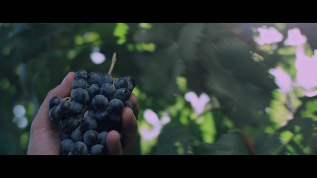 Video Reference: Food, Plant, Flower, Fruit, Seedless fruit, Grape, Gesture, Natural foods, Berry, Superfood