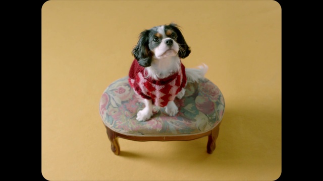 Video Reference: Dog, Dog breed, Rectangle, Dog supply, Carnivore, Pet supply, Working animal, Companion dog, Fawn, Collar