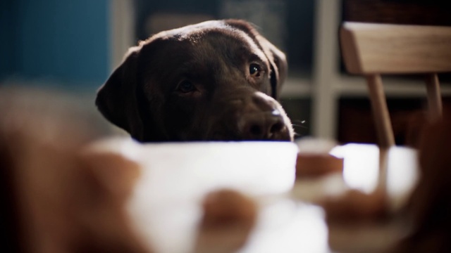 Video Reference: Dog, Carnivore, Dog breed, Ear, Whiskers, Companion dog, Fawn, Snout, Working animal, Pet supply