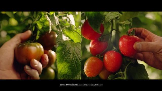 Video Reference: Food, Plum tomato, Natural foods, Staple food, Ingredient, Bush tomato, Whole food, Leaf vegetable, Cherry Tomatoes, Vegetable