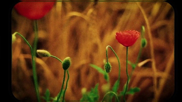 Video Reference: Flower, Plant, Petal, Botany, Natural landscape, Grass, People in nature, Tints and shades, Flowering plant, Meadow