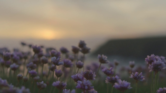 Video Reference: Flower, Plant, Sky, Cloud, Petal, Purple, Natural landscape, Violet, Grass, Herbaceous plant