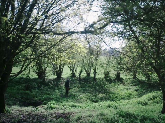 Video Reference: Plant, Plant community, Sky, Tree, Natural landscape, People in nature, Wood, Trunk, Terrestrial plant, Twig
