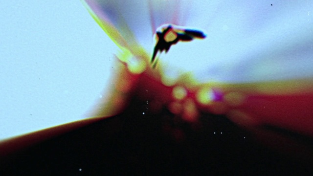 Video Reference: Sky, Eye, Liquid, Petal, Insect, Terrestrial plant, Arthropod, Tints and shades, Wing, Pest