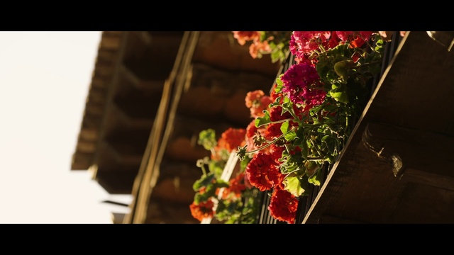 Video Reference: Flower, Plant, Petal, Window, Flower Arranging, Tints and shades, Rectangle, Magenta, Bouquet, Annual plant