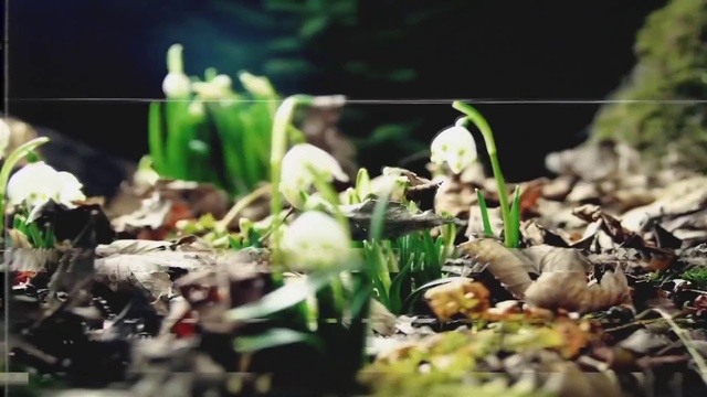 Video Reference: Plant, Botany, Terrestrial plant, Petal, Natural landscape, Grass, Flower, Flowering plant, Landscape, Soil