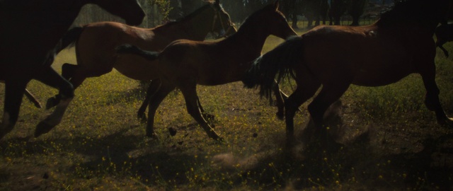 Video Reference: Horse, Plant, Working animal, Grass, Liver, Terrestrial animal, Natural landscape, Pack animal, Grassland, Sorrel
