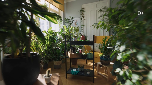 Video Reference: Plant, Building, Flowerpot, Houseplant, Interior design, Terrestrial plant, Vegetation, Real estate, Grass, House