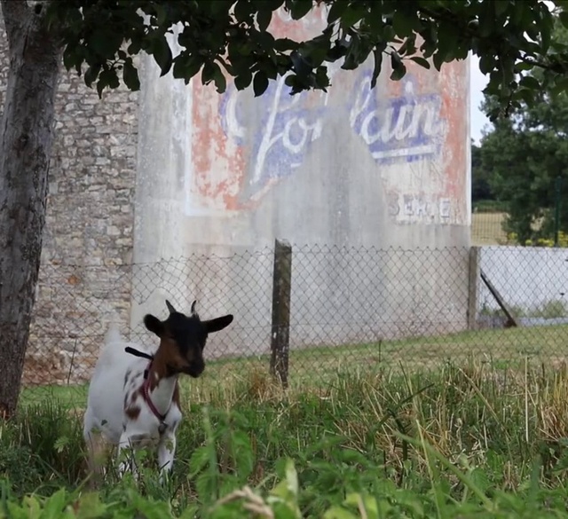 Video Reference: Plant, Tree, Grass, Fawn, Groundcover, Grassland, Grass family, Landscape, Dog breed, Fence