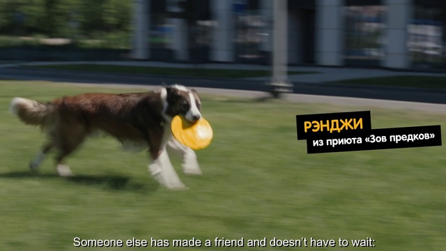 Video Reference: Dog, Dog breed, Carnivore, Companion dog, Grass, Snout, Terrestrial animal, Sporting Group, Tail, Canidae