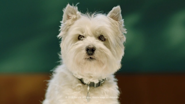 Video Reference: Dog, Carnivore, Dog breed, Companion dog, Toy dog, Snout, Small terrier, Terrier, Dog supply, Collar