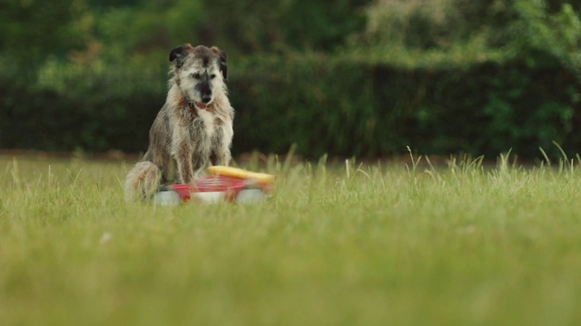 Video Reference: Dog, Dog breed, Carnivore, Grass, Companion dog, Australian cattle dog, Grassland, Disc dog, Snout, Dog sports