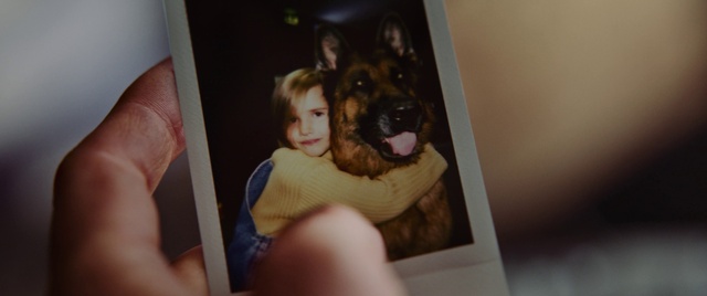 Video Reference: Dog, Dog breed, Carnivore, Gesture, Fawn, Companion dog, German shepherd dog, Snout, Fun, Happy