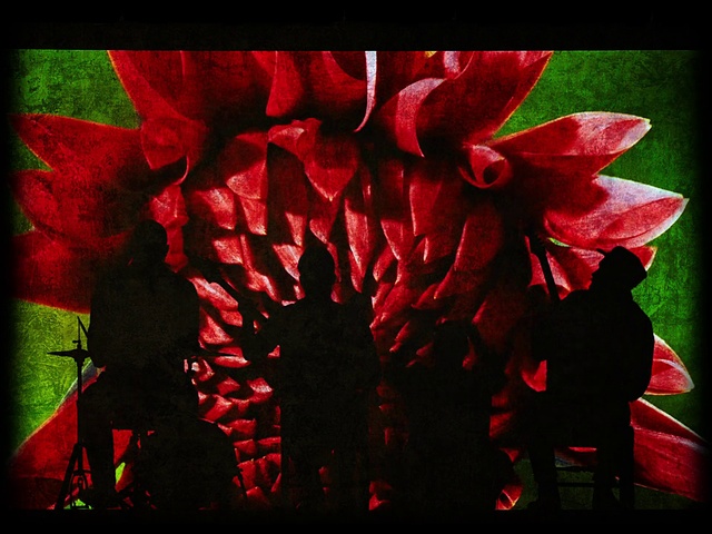 Video Reference: Flower, Petal, Plant, Red, Font, Art, Magenta, Rectangle, Terrestrial plant, Tints and shades