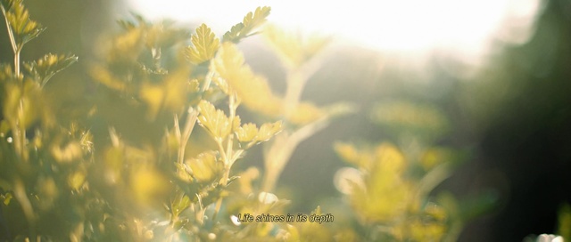 Video Reference: Flower, Plant, Natural landscape, Petal, Atmospheric phenomenon, Grass, Twig, Flowering plant, Grassland, Sunrise