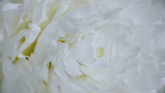Video Reference: Flower, Plant, Petal, Rose family, Close-up, Cut flowers, Rose order, Flowering plant, Annual plant, Peony