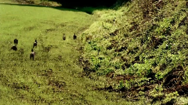 Video Reference: Plant, Plant community, Natural landscape, Grass, Terrestrial plant, Groundcover, Landscape, Shrub, Terrestrial animal, Grassland