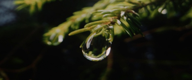 Video Reference: Water, Liquid, Plant, Flower, Terrestrial plant, Twig, Moisture, Dew, Flowering plant, Drop