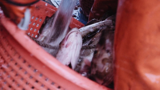 Video Reference: Ingredient, Recipe, Food, Cuisine, Dish, Leaf vegetable, Close-up, Magenta, Meat, Delicacy